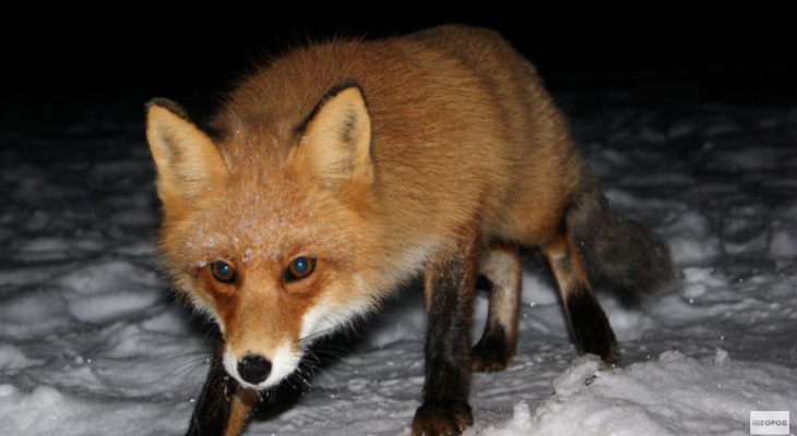 В Кировской области агрессивные лисы напали на домашних собак