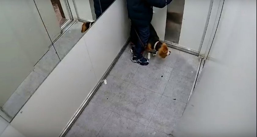 Скулила на весь подъезд: в Кирове подросток испинал в лифте свою собаку