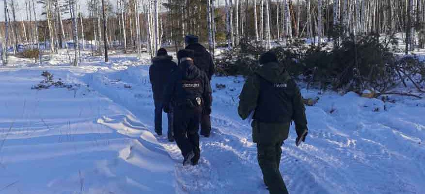 В Кировской области бывший чиновник-взяточник незаконно вырубал лес