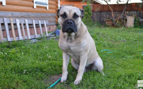 В Кирове пройдет рейд: за выгул собак без намордника будут штрафовать