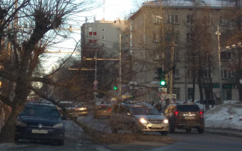 В центре Кирова упавшее дерево перегородило половину дороги