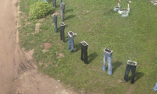 Четверг в Кирове: вазоны из штанов и собака-грибник