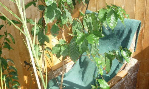 У кировчанина на лоджии растут мандариновые и лимонные деревья