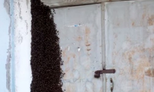 Видео: тысячи пчел атаковали многоквартирный жилой дом в Кирове