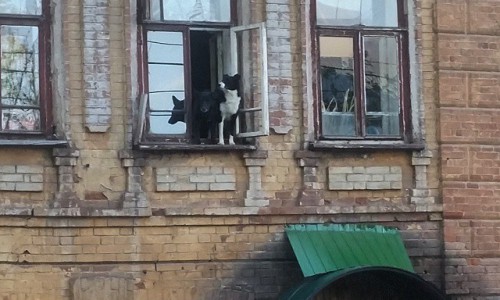 Понедельник в Кирове: "Звездные войны", собаки-гуляки и много белых грибов