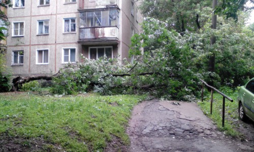На улице Калинина упавшее дерево полностью перегородило проход по тротуару