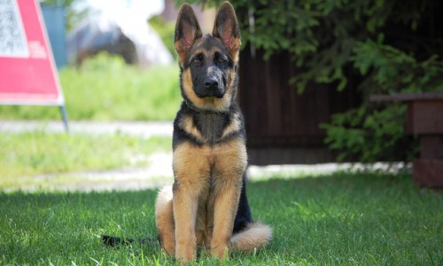 Кировчанин: «Моя собака стала жертвой догхантеров»