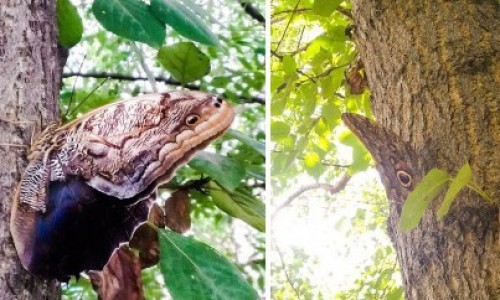 В Кирове замечена гигантская бабочка