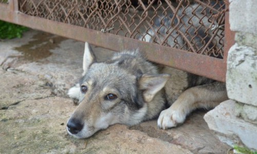 Собаководы Кирова, осторожнее: догхантеры объявили день зачистки от собак