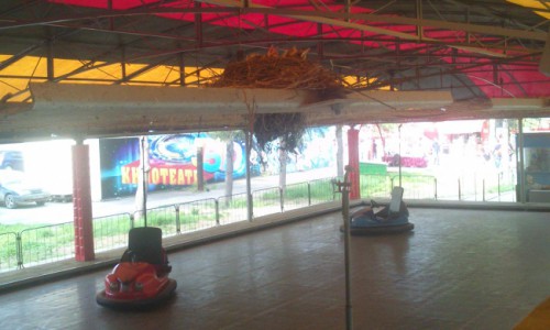 Фото: крошечные птенцы рискуют упасть под колеса аттракциона у кировского цирка