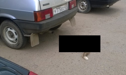 В центре Кирова несколько часов пролежал труп лисы (Осторожно, фото не для впечатлительных)