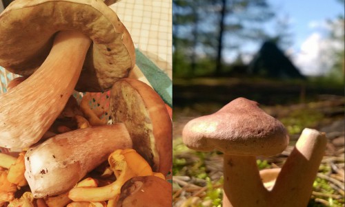 ИнстаКиров: кировчане открыли грибной сезон