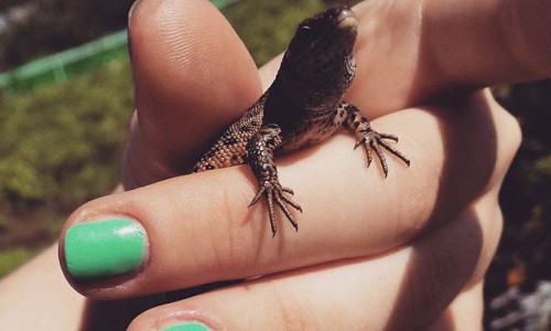 Понедельник в Кирове: ящерица в саду, потомок Чарли Чаплина и бампербол