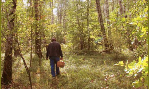 В Кировской области без вести пропали 12 грибников