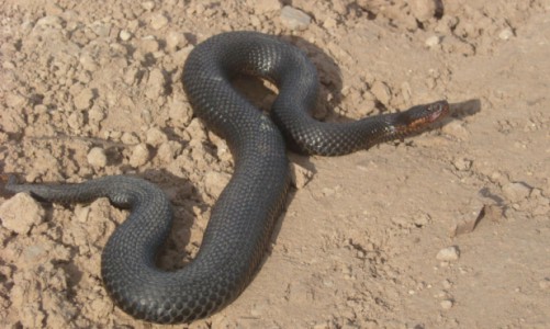 Внимание! В Кировской области аномальная активность ядовитых змей: есть пострадавшие