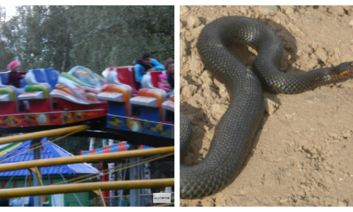 Что обсуждают в Кирове этим утром: аномальная активность змей и происшествие на каруселях