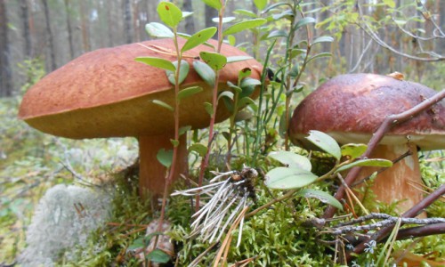 В Кировской области один грибник ударил другого ножом в живот и бросил умирать в лесу