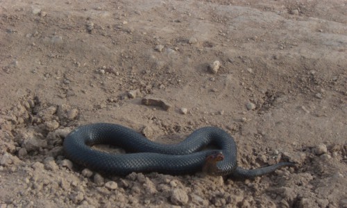 В Кирове гадюки покусали семерых человек