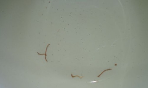 Видео: в поселке Кировской области из-под крана бежит вода с червями