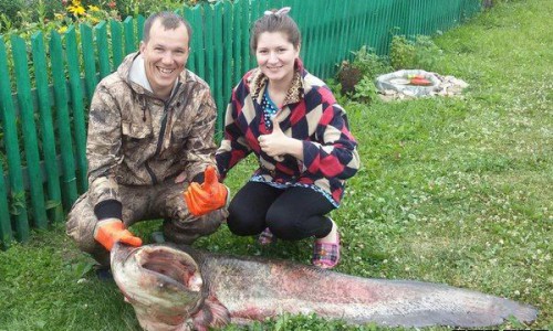 Житель Кировской области поймал в реке Вятке огромного сома: рыбу разделывали при помощи пилы
