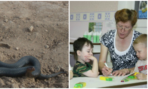 Что обсуждают в Кирове этим утром: пострадавшие от гадюк и беспредел в детском саду