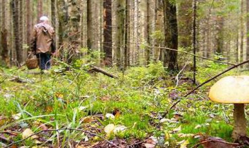 В Кировской области в лесу снова заблудилась женщина