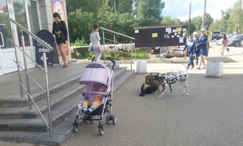 В Кирове родители оставили коляску с младенцем и ушли в магазин: рядом сцепились три собаки