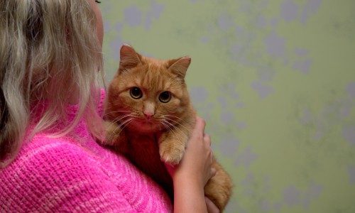 Кировчанка: «Детям я предпочитаю кошек, коту не нужно покупать iPhone, и он не вырастет маньяком»