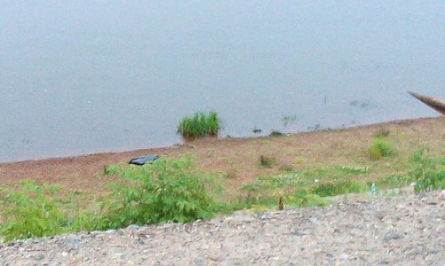 В Кирове возле старого моста утонул мужчина