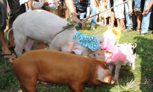 В Кировской области устроят поросячьи бега