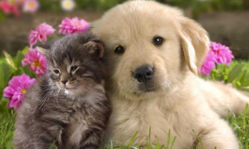 Как правильно подобрать корм для кошки или собаки?