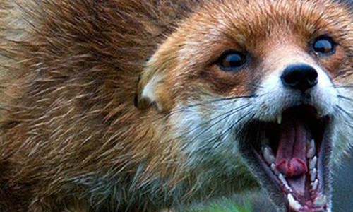 В Кировской области 6 человек пострадали из-за укусов диких животных