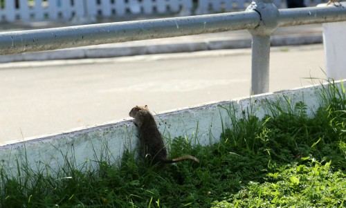 В Кирове девочку во дворе дома укусила крыса
