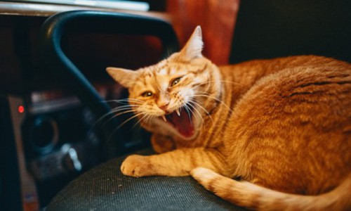 Бешенство: власти Кирова бьют тревогу и убеждают владельцев кошек и собак срочно прививать животных