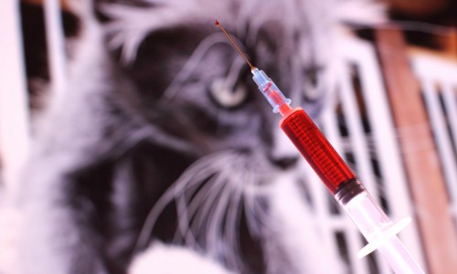 В Кировской области домашняя кошка заразилась бешенством и укусила ребенка