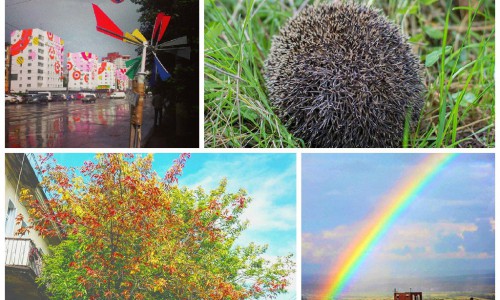 Понедельник в Кирове: еж и приближающаяся осень