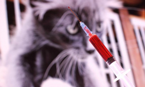 В Кировской области увеличивается число домашних животных, зараженных бешенством