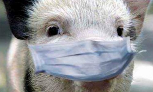 Осторожно! Африканская чума зарегистрирована в 700 километрах от Кировской области