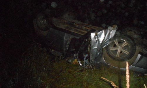 В Кировской области иномарка сбила лося: животное погибло, два человека пострадали