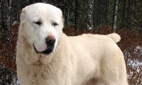 В Кировской области собака покусала лицо 5-летней девочки: виновные избегают ответственности