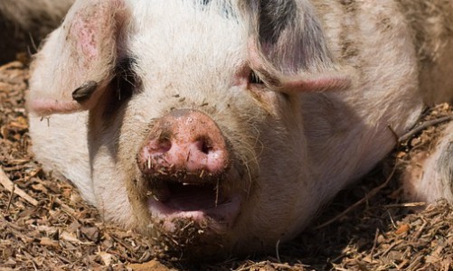 В Кировской области у свиньи обнаружено бешенство