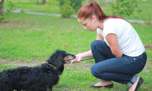 В кировском сквере у "Октября" запретили выгуливать собак