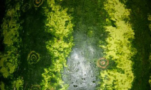 В Кировской области продают арбузы с инъекциями?