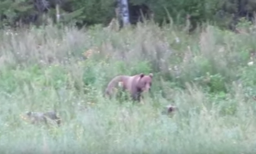 Житель Кировской области встретил в поле медведицу с медвежатами