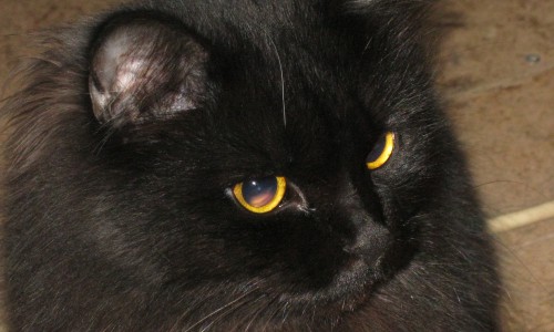 Госдума предлагает ограничить количество кошек в квартирах