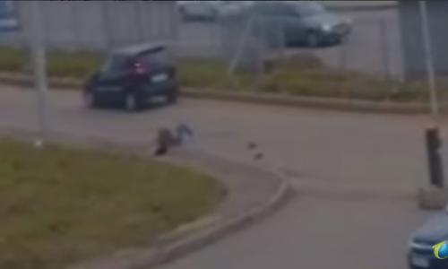 В Кирове "Лада Калина" сбила женщину: видео с места ДТП