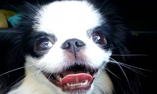 Пятница в Кирове: собака-улыбака, путешествие по Коми и живой будильник