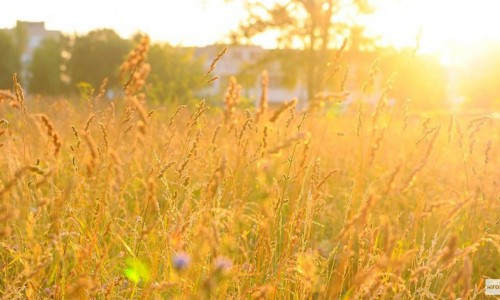 Погода в Кирове: на предстоящей неделе будет тепло