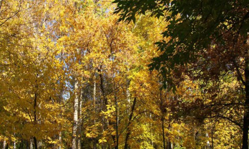 Погода: в Кировской области ожидается до +28 градусов