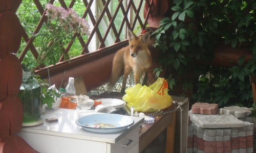 Около частных домов в Порошино бегает лиса